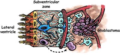 Editorial: Neural Stem Cells of the Subventricular Zone: From Neurogenesis to Glioblastoma Origin